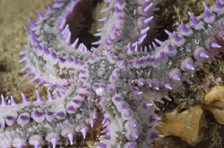 Spiny starfish. Plymouth. D3, 105mm. by Derek Haslam 